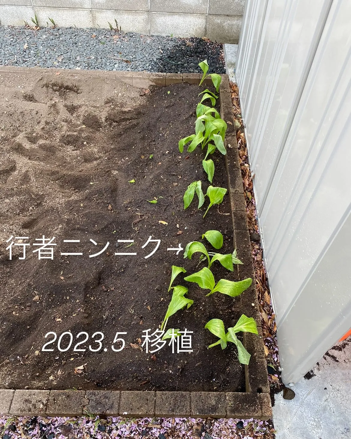 【遺品整理業者の畑・行者ニンニク 成長記録 2023〜202...