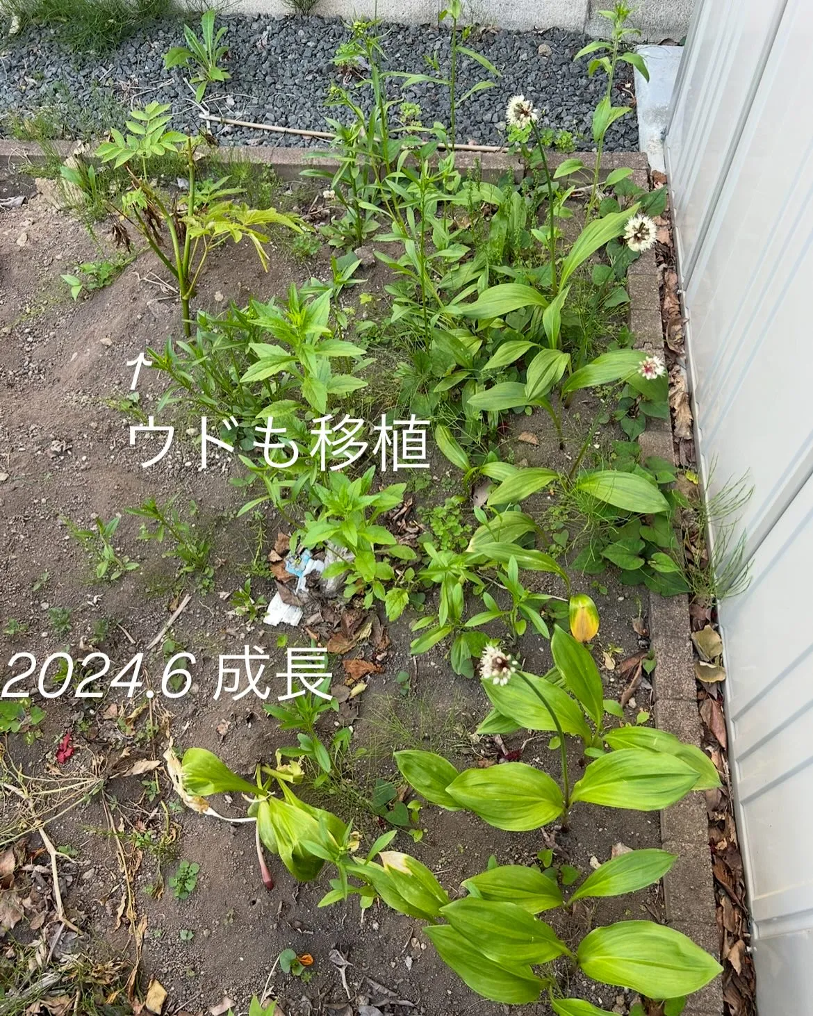 【遺品整理業者の畑・行者ニンニク 成長記録 2023〜202...