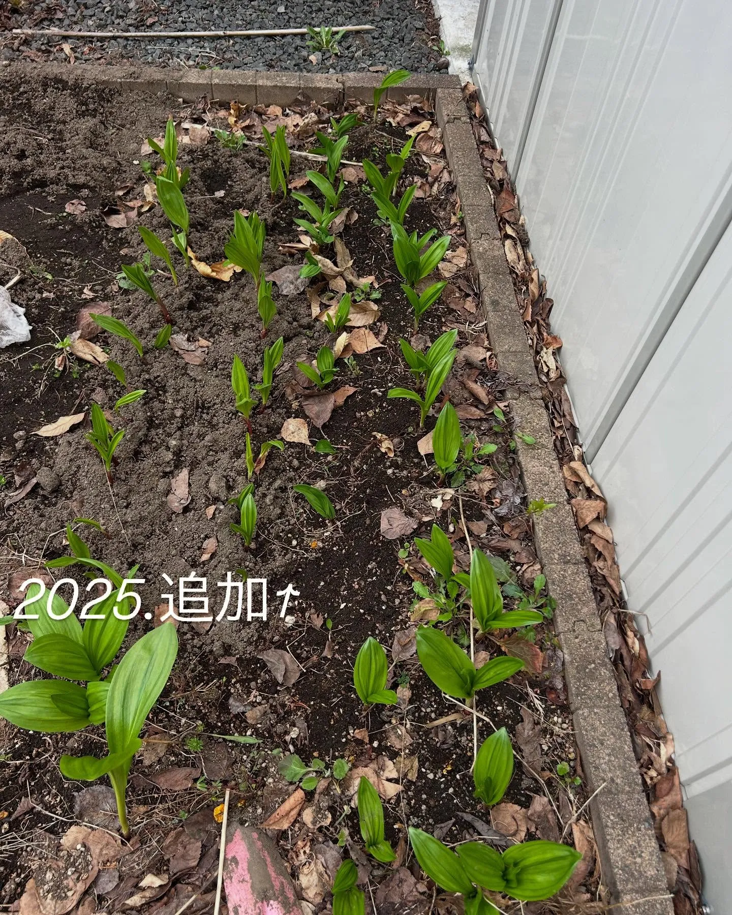 【遺品整理業者の畑・行者ニンニク 成長記録 2023〜202...